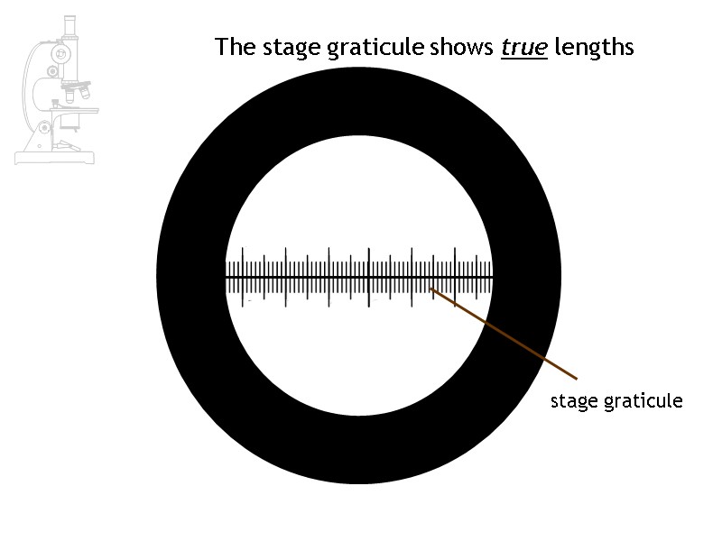 The stage graticule shows true lengths stage graticule